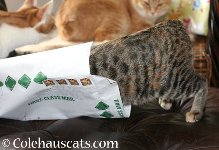 Viola inspects Zuzu's envelope - 2014 © Colehaus Cats 