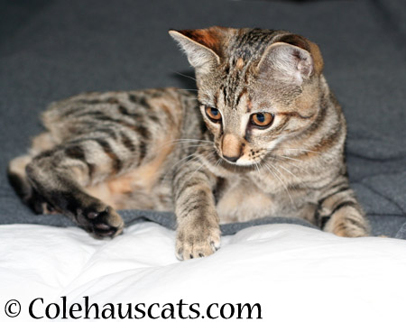 Viola's Tabby Forehead - 2014 © Colehaus Cats