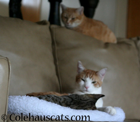 Watchful mama Zuzu over snuggle bugs Viola and Quint - 2014 © Colehaus Cats