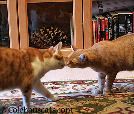 Quint and Zuzu, part of the Ginger crew - 2014 © Colehaus Cats