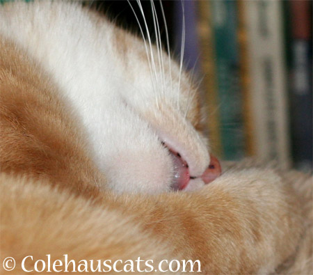 Those cute lip freckles - 2014 © Colehaus Cats