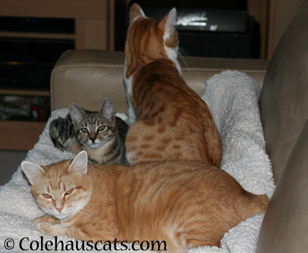 Zuzu, Viola, and Quint - 2014 © Colehaus Cats