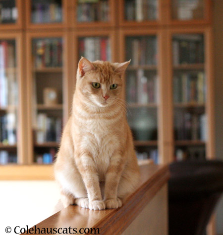 Miss Newton sees all - 2014 © Colehaus Cats