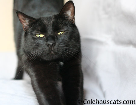 Olivia in 2014 - 2014 © Colehaus Cats