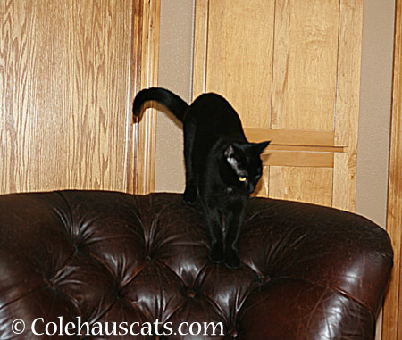 Olivia watches here - 2014 © Colehaus Cats