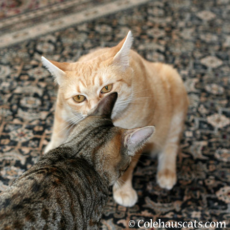 Clean ear check! - 2014 © Colehaus Cats