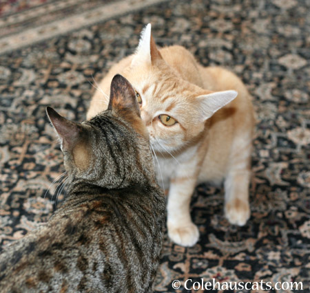 Now the other ear - 2014 © Colehaus Cats