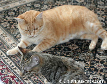 That wasn't so bad now was it? - 2014 © Colehaus Cats