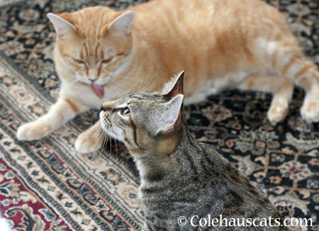 Kitten ear wax. Blech! - 2014 © Colehaus Cats