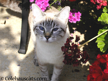 His first photo - 2002-2014 © Colehaus Cats