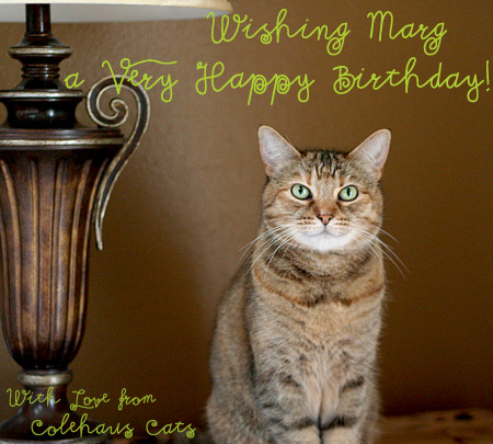 Ruby sends birthday smiles - 2014 © Colehaus Cats