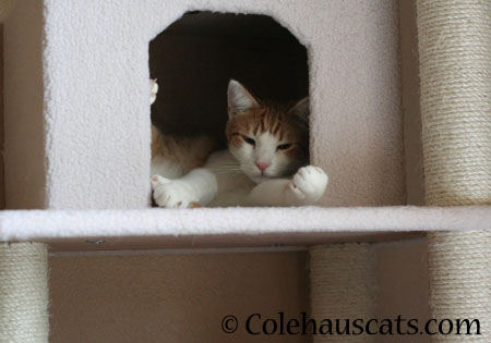 Quint's Cozy Cubby - 2014 © Colehaus Cats