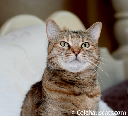 Ruby listening to mom - 2014 © Colehaus Cats