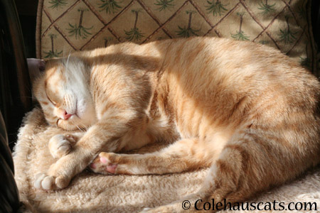 Zuzu's favorite activity - 2014 © Colehaus Cats