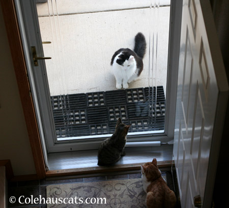 Hey Look! We have a visitor! - 2014 © Colehaus Cats 