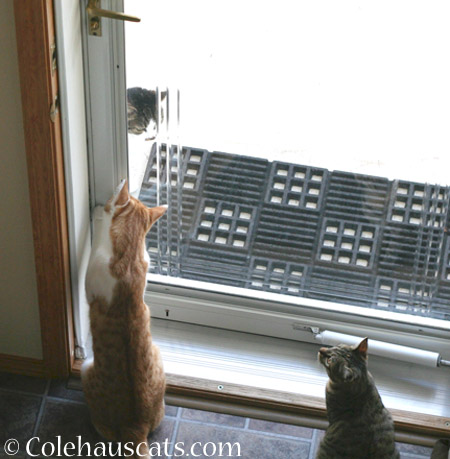 Friendly Quint and Mustachio - 2014 © Colehaus Cats 