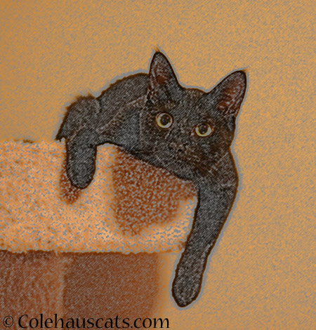 Try new things - 2014 © Colehaus Cats