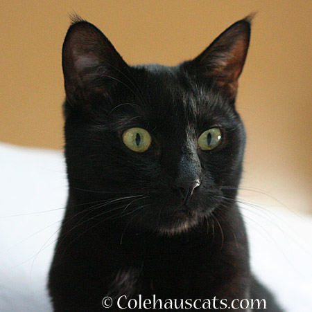 Olivia tells all - 2014 © Colehaus Cats