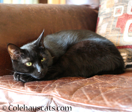 Olivia relaxes - 2014 © Colehaus Cats