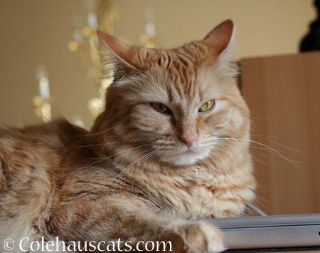Guarding the Laptop - 2014 © Colehaus Cats