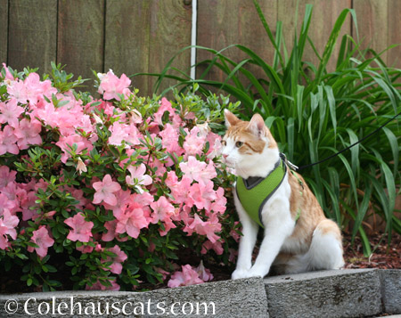 Quint's Spring Walk - 2014 © Colehaus Cats