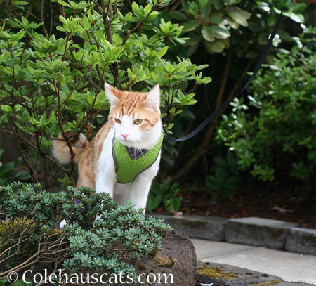 Not Quite Right - 2014 © Colehaus Cats
