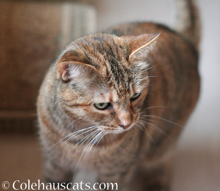 Displaced Ruby - 2014 © Colehaus Cats