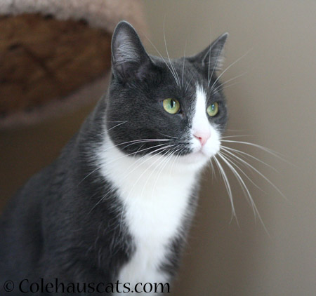 Tessa Waits - 2014 © Colehaus Cats