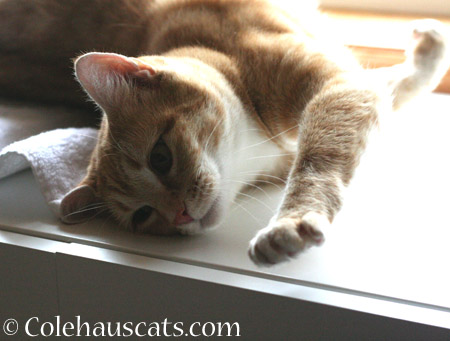 Getting Comfy - 2014 © Colehaus Cats