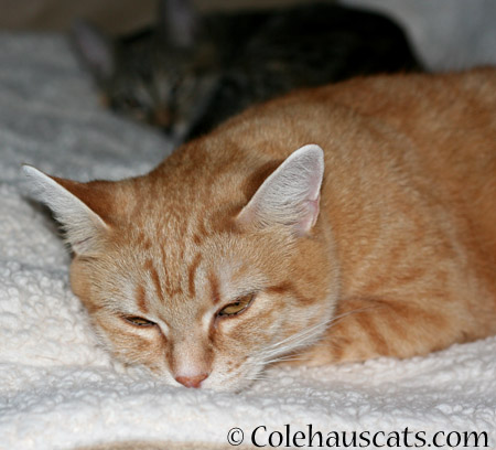 Sleepy Zuzu - 2014 © Colehaus Cats