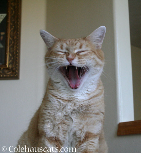 Laughing - 2014 © Colehaus Cats