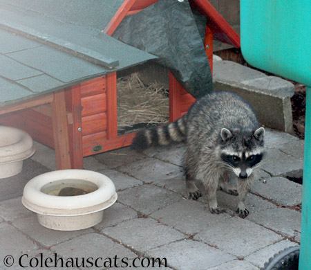 Happy the raccoon - 2014 © Colehaus Cats