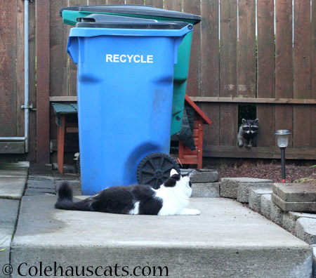 Mo and Trouble get along fine - 2014 © Colehaus Cats