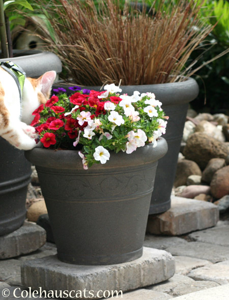 Quint's Favorite Summer Flowers - 2014 © Colehaus Cats