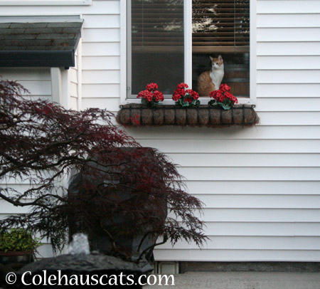 Quint keeping watch - 2014 © Colehaus Cats