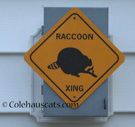 Colehaus is a Raccoon Crossing - 2014 © Colehaus Cats