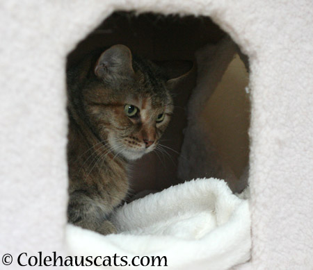 Someone's knocking - 2014 © Colehaus Cats