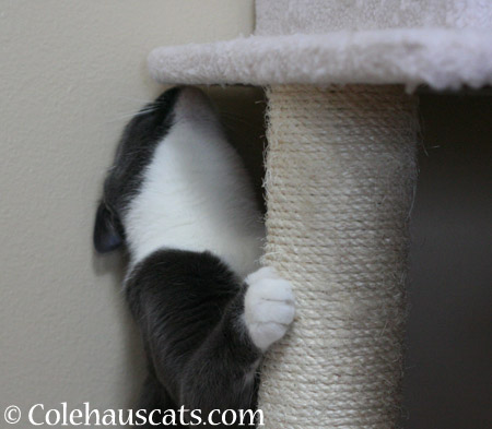 Sniffer Tessa - 2014 © Colehaus Cats