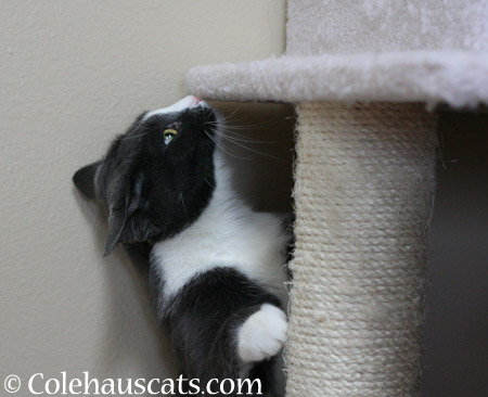 Your tower needs a good sniffing - 2014 © Colehaus Cats