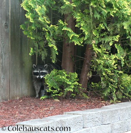 Trouble the raccoon - 2014 © Colehaus Cats