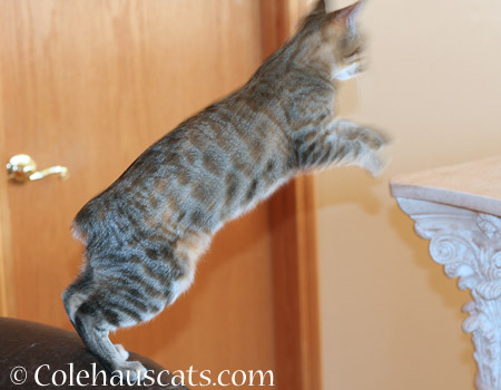 Jumping Viola - 2014 © Colehaus Cats