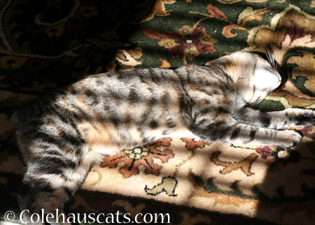 Sunshiny Napping Viola - 2014 © Colehaus Cats