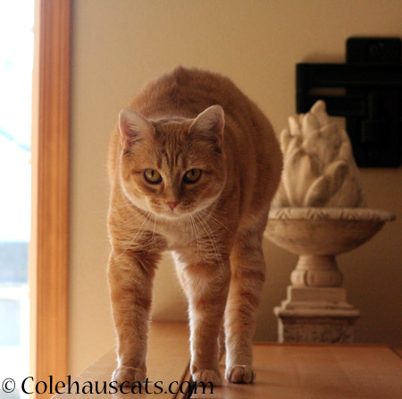 Zuzu's Shape  - 2014 © Colehaus Cats