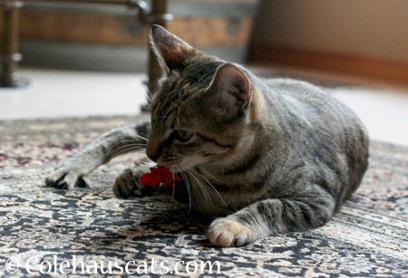 Playing with flowers - 2014 © Colehaus Cats