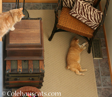 Ginger Princesses Pia and Zuzu - 2014 © Colehaus Cats