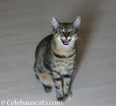 I didn't do it! - 2014 © Colehaus Cats