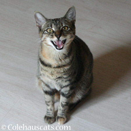 I swear I didn't do it! - 2014 © Colehaus Cats