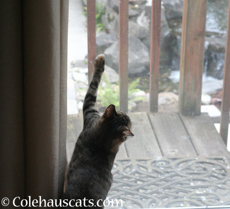 I was stuck elsewhere all day! - 2014 © Colehaus Cats