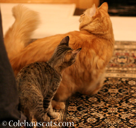 Ginger Princess and The Squirt  - 2014 © Colehaus Cats