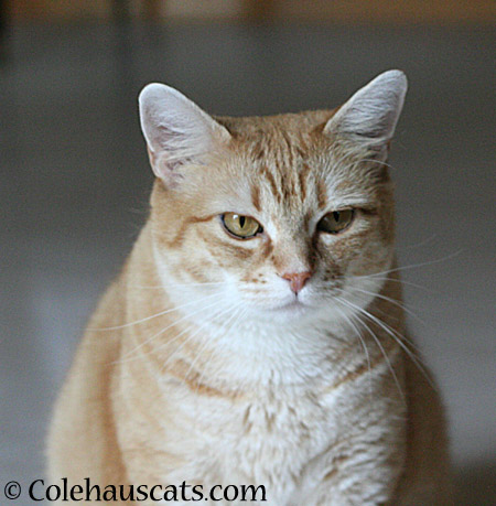 Grumpy - 2014 © Colehaus Cats